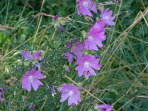 Malva moschata - Musk-mallow - Myskmalva