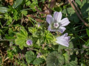 Malva neglecta - Dwarf Mallow - Skär kattost