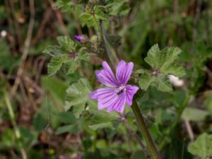 Malva sylvestris - Common Mallow - Rödmalva