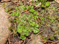 Marchantia polymorpha ssp. ruderalis Hakvingegatan 6, Bunkeflostrand, Malmö, Skåne, Sweden 20240324_0045