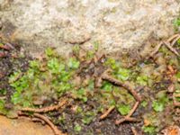 Marchantia polymorpha ssp. ruderalis Hakvingegatan 6, Bunkeflostrand, Malmö, Skåne, Sweden 20240324_0046