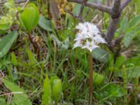 Menyanthes trifoliata Liaängen, Kågeröd, Eslöv, Skåne, Sweden 20160518_0038