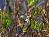 Menyanthes trifoliata Risen, Genarp, Lund, Skåne, Sweden 20140501_0036