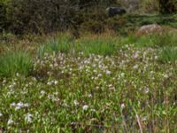 Menyanthes trifoliata Risen, Genarp, Lund, Skåne, Sweden 20140501_0120