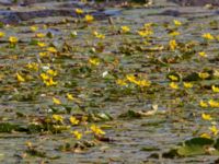 Nymphoides peltata Ekestad, Råbelövssjön, Kristianstad, Skåne, Sweden 20150820_0037