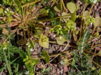 Claytonia perfoliata Aurahallen, Malmö, Skåne, Sweden 20160507_0009