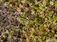 Claytonia perfoliata Knösen, Falsterbohalvön, Vellinge, Skåne, Sweden 20170501_0147