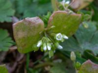 Claytonia perfoliata Väderögatan, Malmö, Skåne, Sweden 20200412_0068