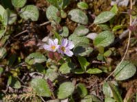 Claytonia sarmentosa Nome River mouth, Nome, Alaska, USA 20140619_0781