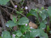 Claytonia sibirica Dalby stenbrott, Lund, Skåne, Sweden 20180914_0003