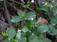 Claytonia sibirica Dalby stenbrott, Lund, Skåne, Sweden 20180914_0004