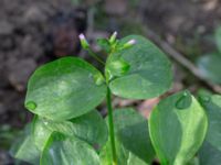 Claytonia sibirica Dalby stenbrott, Lund, Skåne, Sweden 20180914_0006