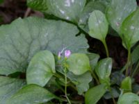 Claytonia sibirica Dalby stenbrott, Lund, Skåne, Sweden 20180914_0007