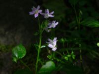 Claytonia sibirica Vitsippsdalen, Göteborg, Västergötland, Sweden 20190716_0389