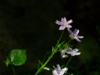 Claytonia sibirica Vitsippsdalen, Göteborg, Västergötland, Sweden 20190716_0390