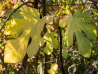 Ficus carica Åkerlund och Rausings väg, Lund, Skåne, Sweden 20171009_0051