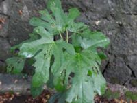 Ficus carica Massandra, Yalta, Crimea, Russia 20150915_0396