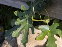 Ficus carica Västra hamnen, Malmö, Skåne, Sweden 20151027_0006