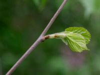 Morus alba 100 m SE Björns hög, Stora Råby, Lund, Skåne, Sweden 20180511_0062