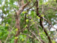 Morus alba 100 m SE Björns hög, Stora Råby, Lund, Skåne, Sweden 20180511_0064