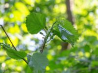 Morus alba 100 m SE Björns hög, Stora Råby, Lund, Skåne, Sweden 20180517_0045