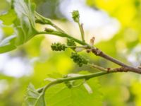 Morus alba 100 m SE Björns hög, Stora Råby, Lund, Skåne, Sweden 20180517_0048