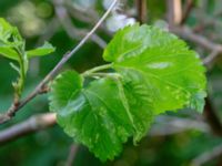 Morus alba 100 m SE Björns hög, Stora Råby, Lund, Skåne, Sweden 20180517_0049