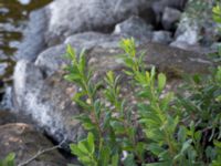 Myrica gale Bökenäs, Immeln, Kristianstad, Skåne, Sweden 20150820_0130