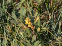 Myrica gale Skanörs ljung, Falsterbohalvön, Vellinge, Skåne, Sweden 20150823_0009