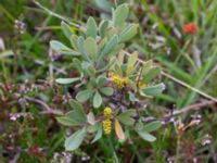 Myrica gale Skyttsie hage, Skanörs ljung, Falsterbonäset, Vellinge, Skåne, Sweden 20180710_0016