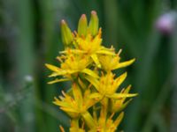 Narthecium ossifragum Gloppe, Varberg, Halland, Sweden 20190716_0233