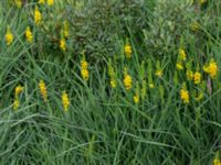 Narthecium ossifragum Gloppe, Varberg, Halland, Sweden 20190716_0236