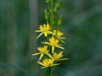 Narthecium ossifragum Långalts myr, Skånes Fagerhult, Örkelljunga, Skåne, Sweden 20160713_0045