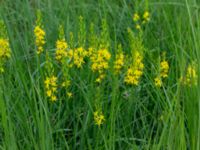 Narthecium ossifragum Mörtevatten, Kungälv, Bohuslän, Sweden 20190717_0151