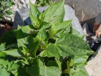 Mirabilis jalapa Jordhögar S grodreservatet, Norra hamnen, Malmö, Skåne, Sweden 20160731_0027