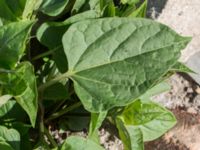 Mirabilis jalapa Jordhögar S grodreservatet, Norra hamnen, Malmö, Skåne, Sweden 20160731_0031