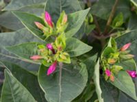 Mirabilis jalapa Jordhögar S grodreservatet, Norra hamnen, Malmö, Skåne, Sweden 20160822_0059