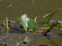 Nuphar advena Färsksjön, Eriksberg, Karlshamn, Blekinge, Sweden 20180808_0161