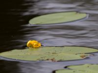 Nuphar lutea Havagyl, Bromölla, Skåne, Sweden 20130615-239