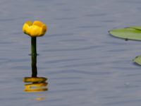 Nuphar lutea Havagyl, Bromölla, Skåne, Sweden 20130615-243