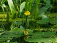 Nuphar lutea Lilla Mölleberga, Malmö, Skåne, Sweden 20190620_0022