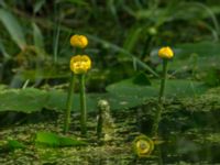 Nuphar lutea Lilla Mölleberga, Malmö, Skåne, Sweden 20190620_0023