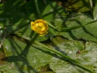 Nuphar lutea Lilla Mölleberga, Malmö, Skåne, Sweden 20190620_0037