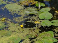 Nuphar lutea Sege å Spillepengsgatan, Malmö, Skåne, Sweden 20190806_0012