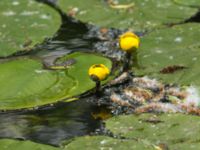 Nuphar lutea Silvåkratornet, Krankesjön, Malmö, Skåne, Sweden 20120615 215