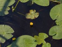 Nuphar lutea Tivoliparken, Kristianstad, Skåne, Sweden 20170719_0337