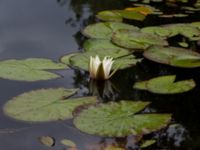 Nymphaea alba Bäckhalladalen, Simrishamn, Skåne, Sweden 20170730_0083