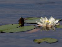 Nymphaea alba Havagyl, Bromölla, Skåne, Sweden 20130615-245