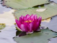 Nymphaea alba Måryd, Lund, Skåne, Sweden 20150902_0006