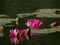 Nymphaea alba Måryd, Lund, Skåne, Sweden 20150902_0007